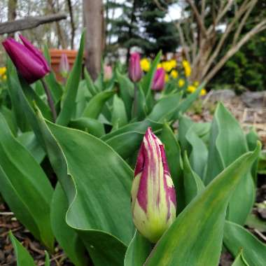 Tulipa 'Purple Flag'