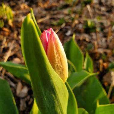 Tulipa 'Sweet Flag'