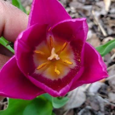 Tulipa 'Passionale'