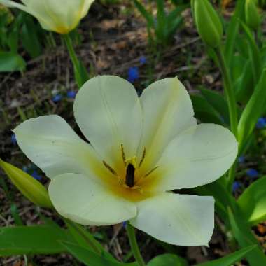 Tulipa 'Purissima' syn. Tulipa 'White Emperor'