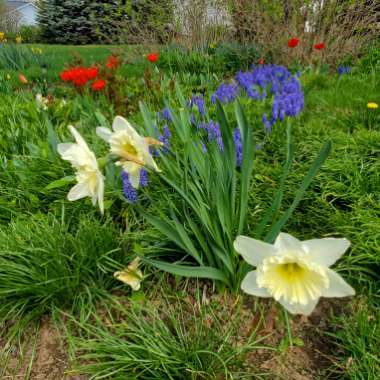 Narcissus 'Mount Hood'