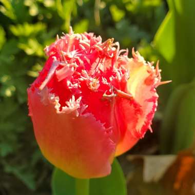 Tulipa 'Huis Ten Bosch'