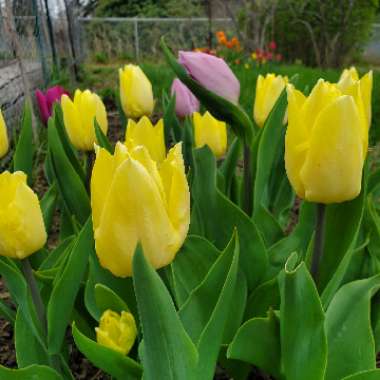 Tulipa 'Sunny Prince'