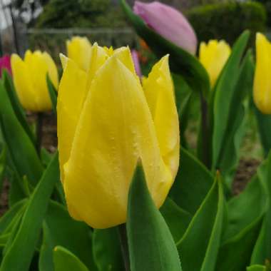 Tulipa 'Sunny Prince'