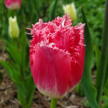 Tulipa 'Huis Ten Bosch'