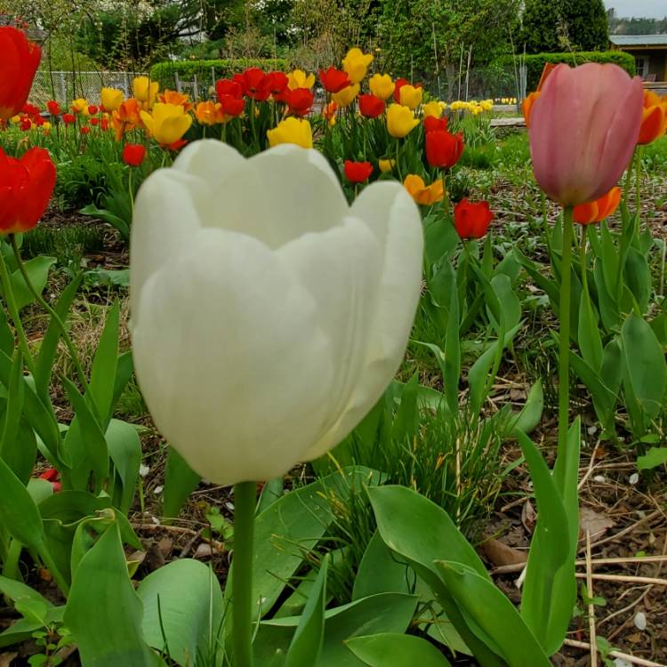 Plant image Tulipa 'Purissima' syn. Tulipa 'White Emperor'