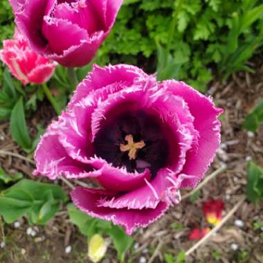 Tulipa 'Blue Heron'