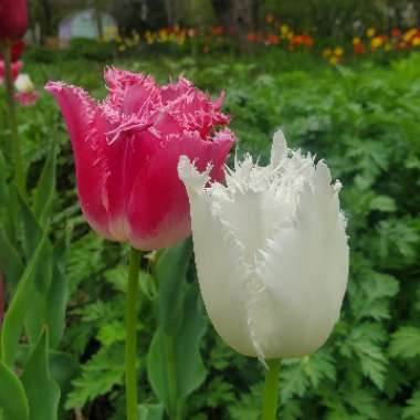 Tulipa 'Daytona'