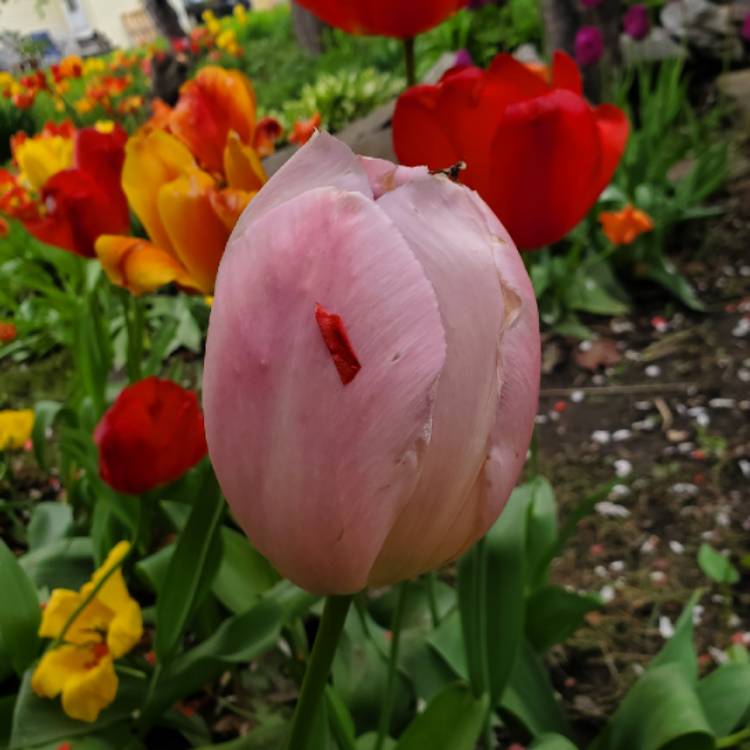 Plant image Tulipa 'Pink Impression'