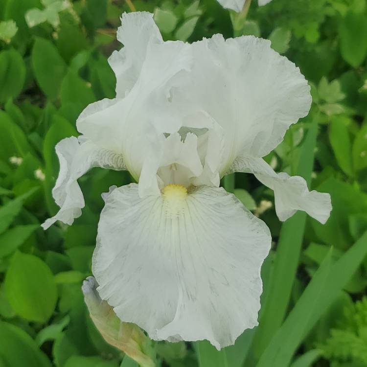 Plant image Iris x germanica 'Immortality'