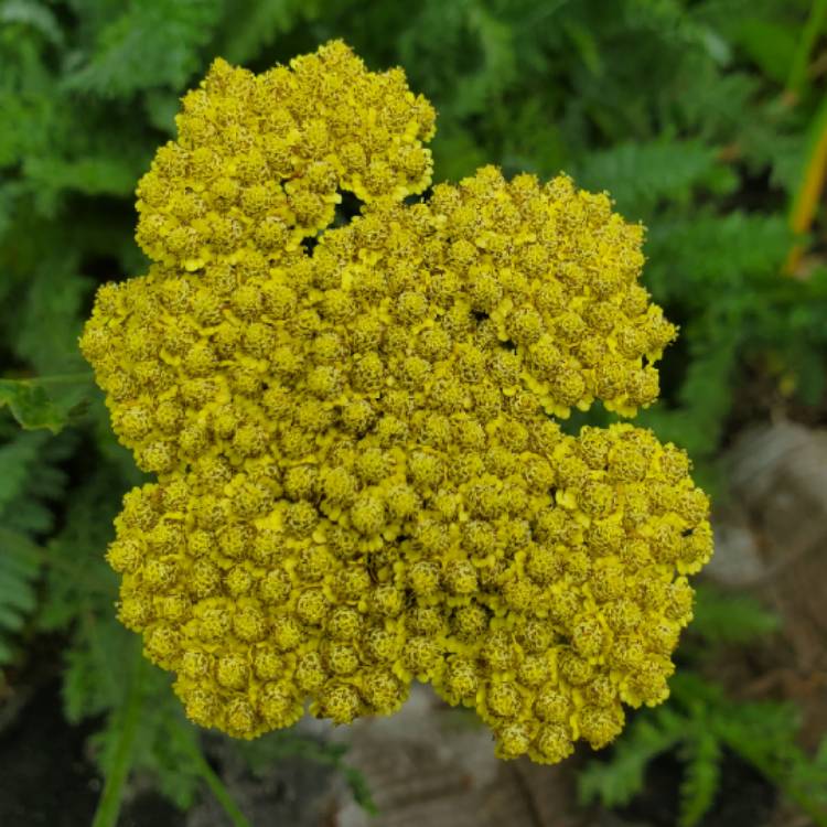 Plant image Achillea 'Moonshine'