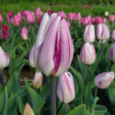 Tulipa 'Flaming Flag'