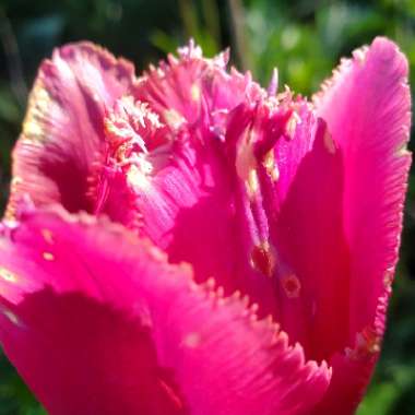 Tulipa 'Blue Heron'