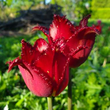 Tulipa 'Vincent Van Gogh'