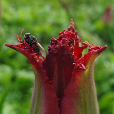 Tulipa 'Vincent Van Gogh'