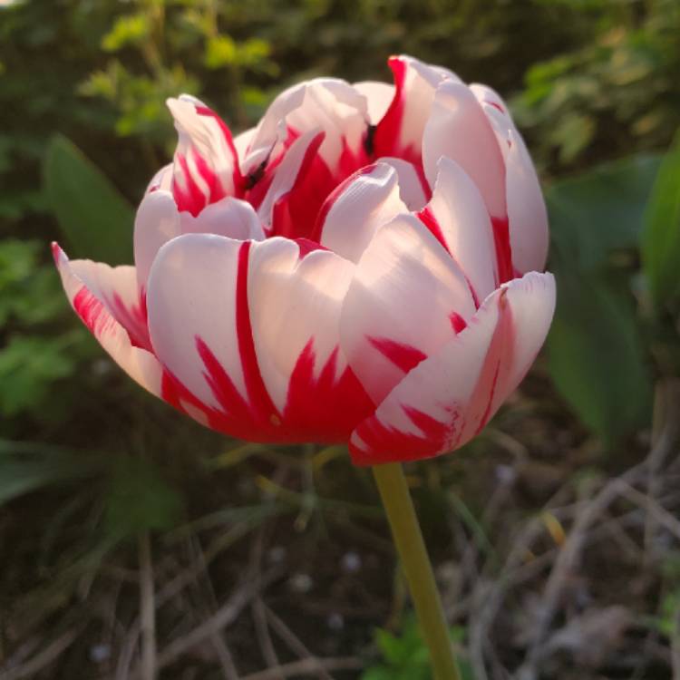 Plant image Tulipa (Rembrandt Group)