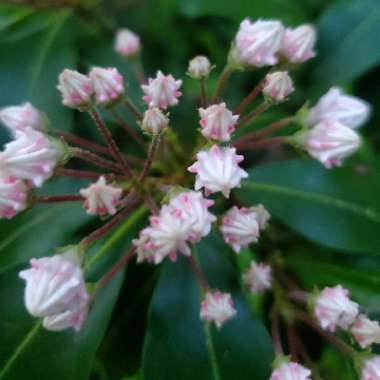 Kalmia latifolia