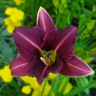 Hemerocallis 'Mary Reed'