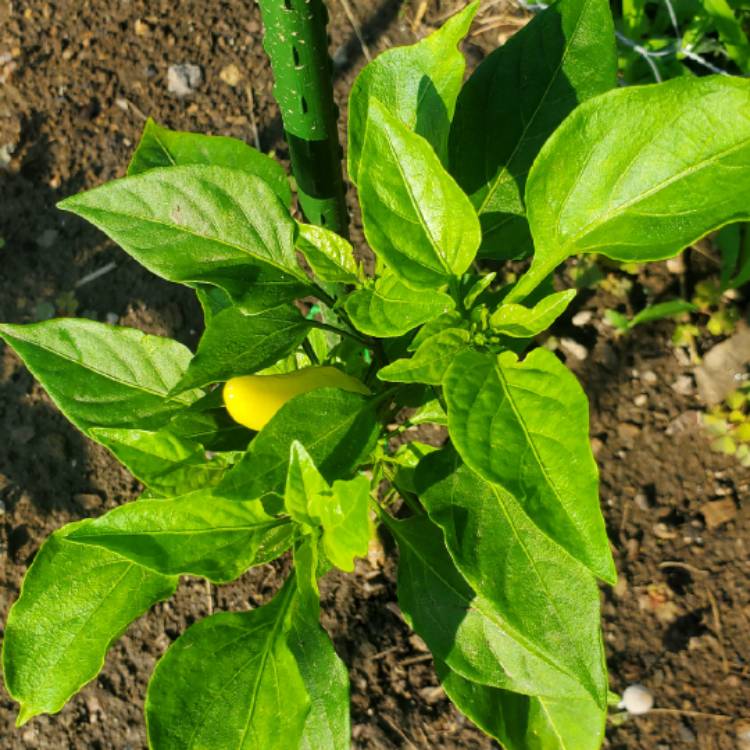 Plant image Capsicum Annuum 'Hungarian Wax'