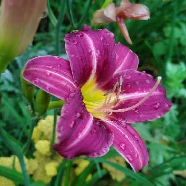 Hemerocallis 'Mary Reed'