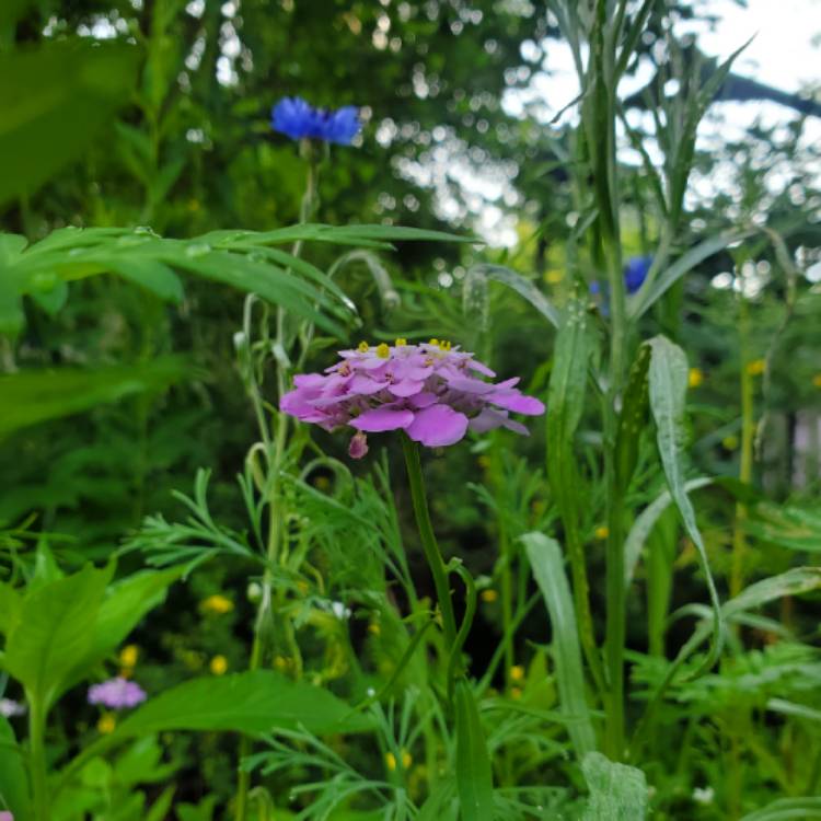 Plant image Iberis umbellata