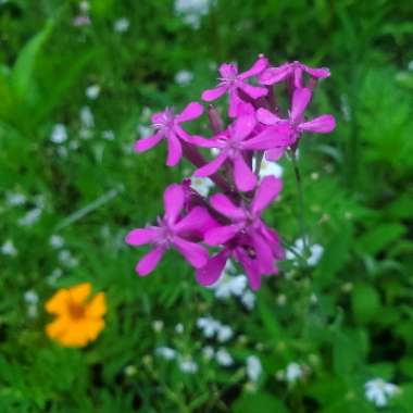 Silene armeria