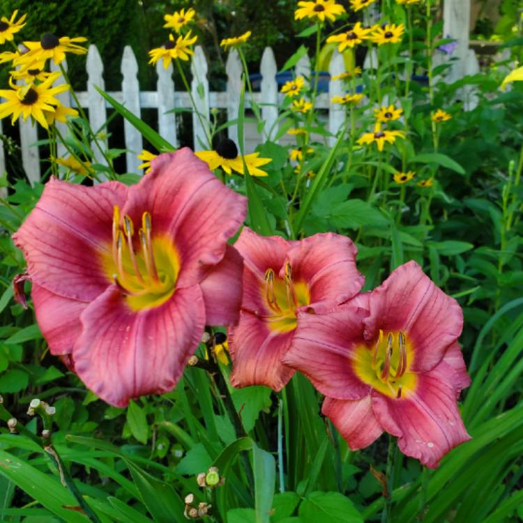 Plant image Hemerocallis 'Rosy Returns'