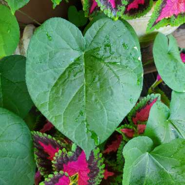 Ipomoea purpurea 'Grandpa Ott'