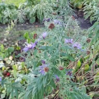 Aster novae-angliae 'Purple Dome'