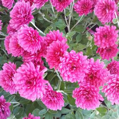 Chrysanthemum x morifolium 'Yellow'