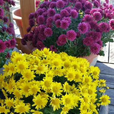 Chrysanthemum x morifolium 'Yellow'