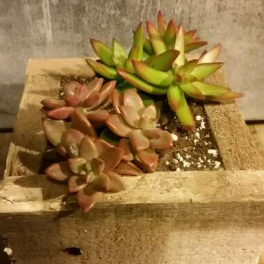 x Graptosedum Bronze