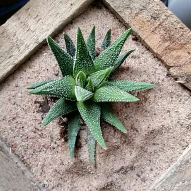 Haworthiopsis attenuata var. radula syn. Haworthia attenuata var. radula, Haworthia radula