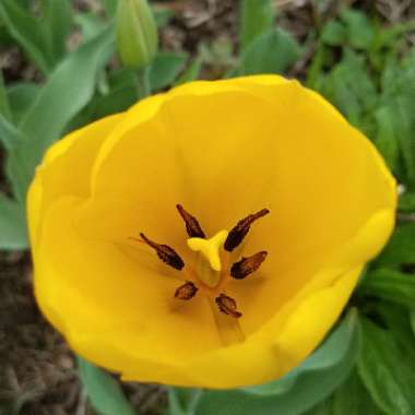 Tulipa 'Golden Parade'