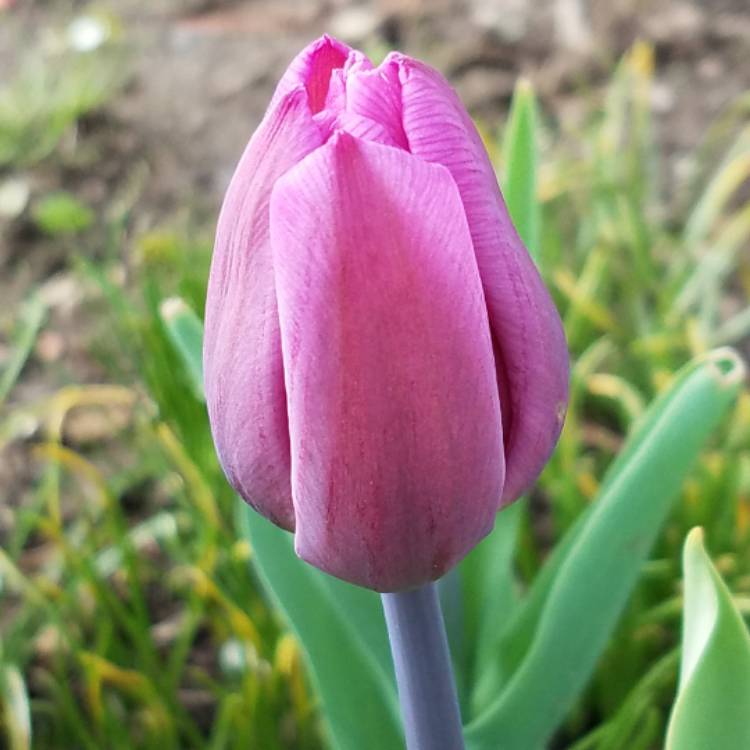 Plant image Tulipa 'Negrita'