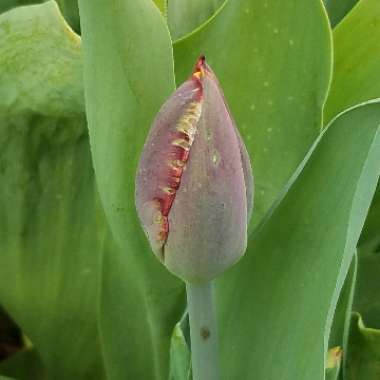 Tulipa 'Blumex Favourite'