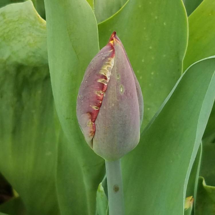 Plant image Tulipa 'Blumex Favourite'