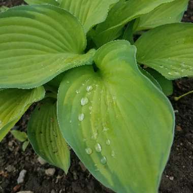 Hosta 'Guacamole'