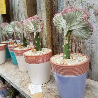 Euphorbia lactea f. cristata