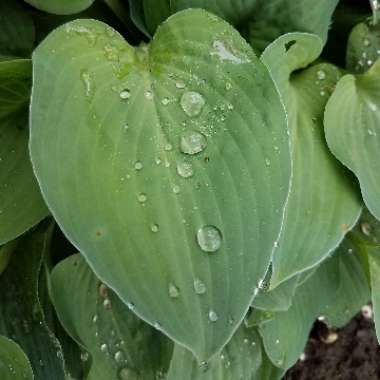 Hosta 'Blue Angel'