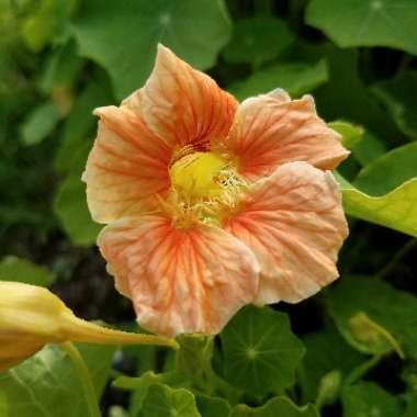 Tropaeolum majus 'Jewel Mix' (Mix)