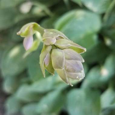 Hosta 'Blue Angel'