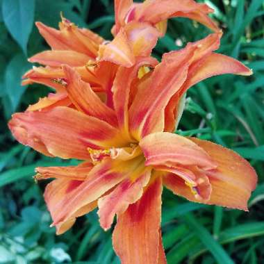 Hemerocallis fulva 'Kwanso' syn. Hemerocallis 'Kwanso'