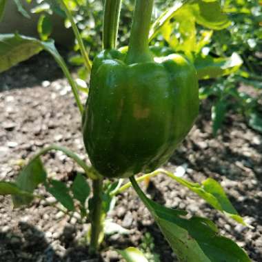 Capsicum annuum