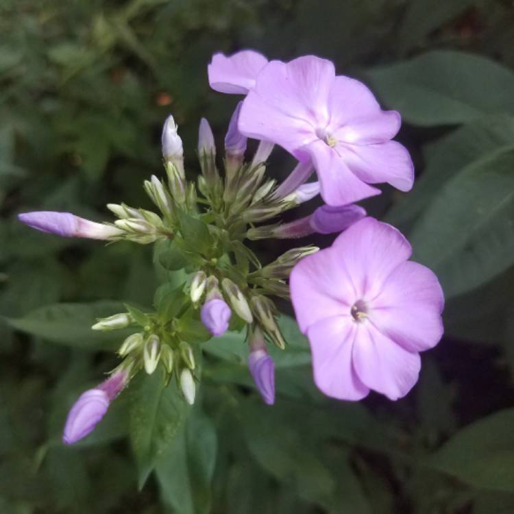 Plant image Phlox paniculata 'Blue Boy'