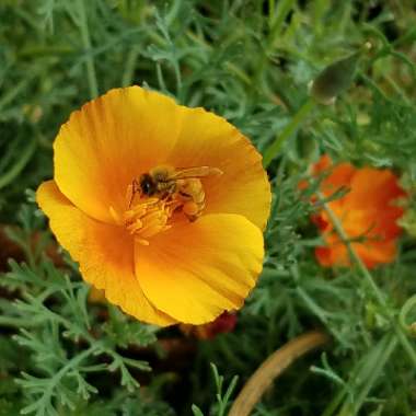 Eschscholzia californica