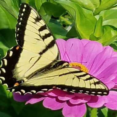 Zinnia elegans 'Purple Prince'