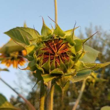 Helianthus annuus