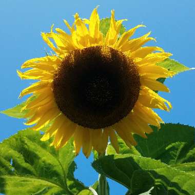 Helianthus annuus 'girasol'