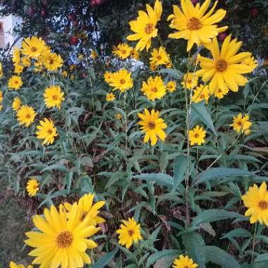 Heliopsis